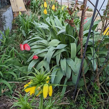 Joli Proche Strasbourg *