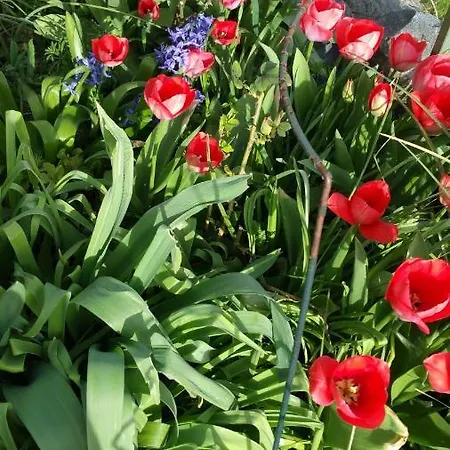 Joli Proche Strasbourg * Breuschwickersheim