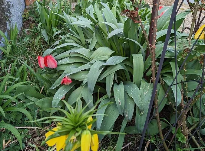 Joli Proche Strasbourg *