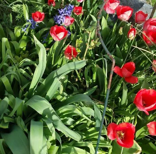 Joli Proche Strasbourg * Breuschwickersheim